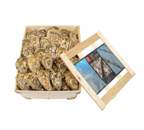 Oysters Cancale Fine de Claire Number 3